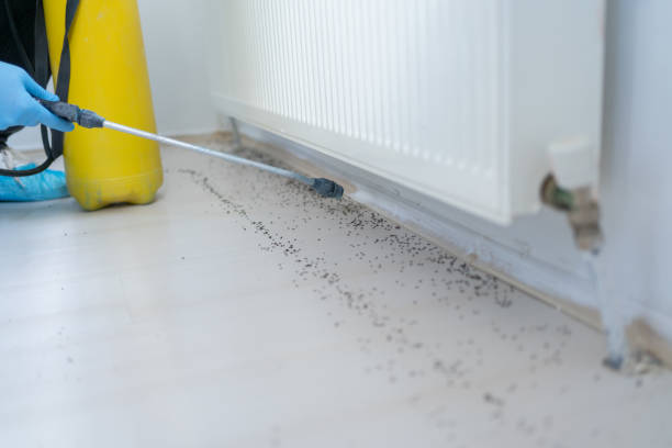 Best Termite Control Services  in Pleasant Hill, IA